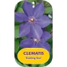 Plačiažiedė raganė - Clematis patens GUIDING STAR
