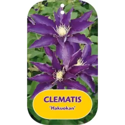 Clematis patens HAKUOKAN