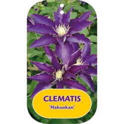 Plačiažiedė raganė - Clematis patens HAKUOKAN