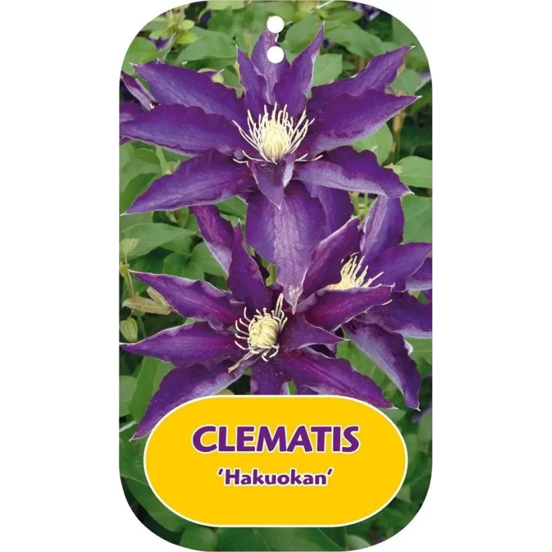 Plačiažiedė raganė - Clematis patens HAKUOKAN