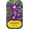Plačiažiedė raganė - Clematis patens HAKUOKAN