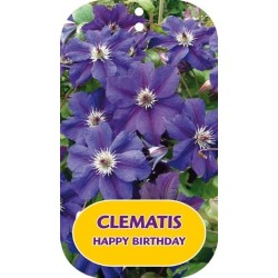 Plačiažiedė raganė - Clematis patens HAPPY BIRTHDAY
