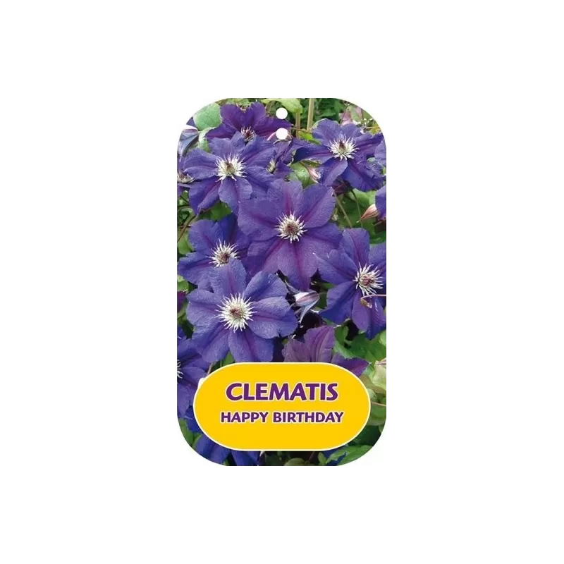 Plačiažiedė raganė - Clematis patens HAPPY BIRTHDAY Plačiažiedė raganė - Clematis patens HAPPY BIRTHDAY