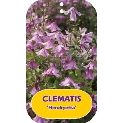 Clematis diversifolia HENDRYETTA