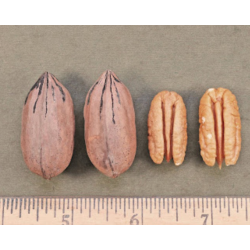 Riešutmedžiai internetu