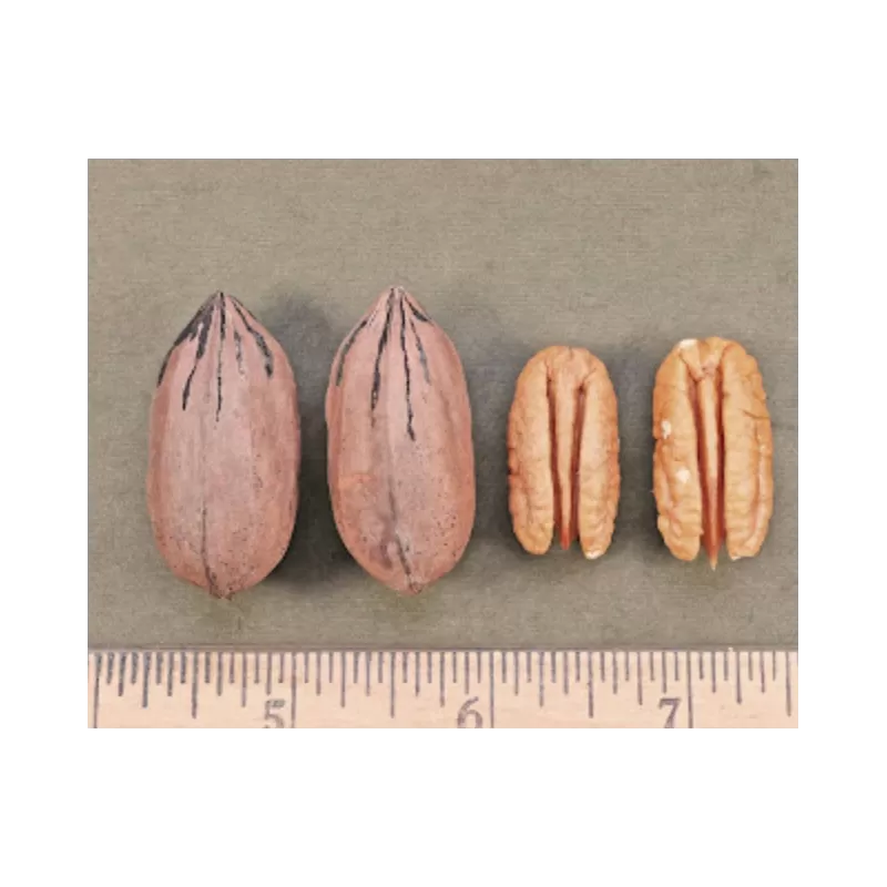 Pekano riešutmedis - Carya illinoinensis HIRSCHI