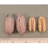 Pekano riešutmedis - Carya illinoinensis HIRSCHI