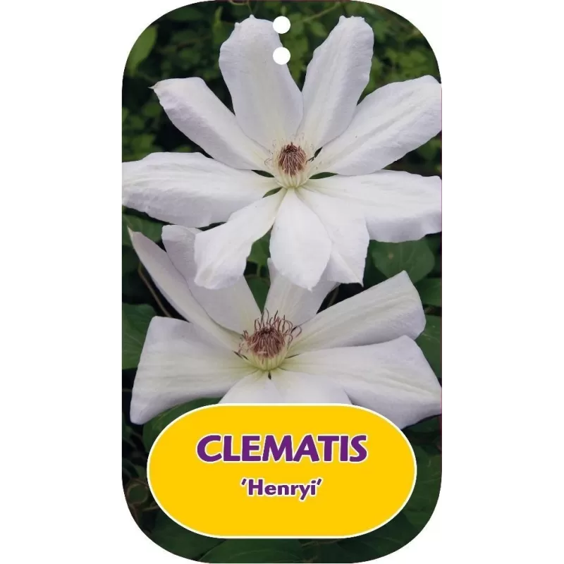 Plačiažiedė raganė - Clematis patens HENRYI