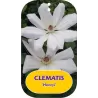 Clematis patens HENRYI