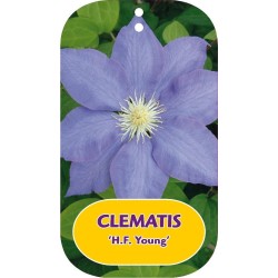 Plačiažiedė raganė - Clematis patens H.F. YOUNG