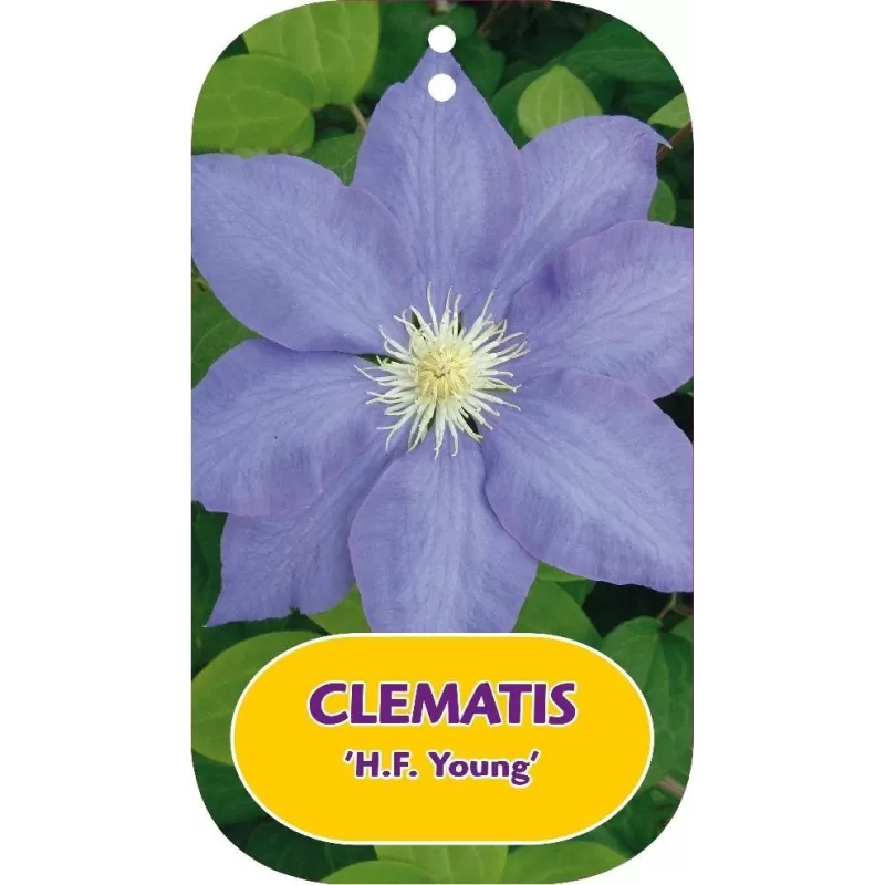 Clematis patens H.F. YOUNG