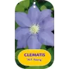 Clematis patens H.F. YOUNG