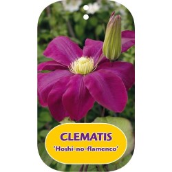 Plačiažiedė raganė - Clematis patens HOSHI-NO-FLAMENCO