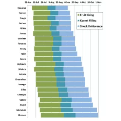 Riešutmedžiai internetu