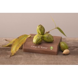 Riešutmedžiai internetu