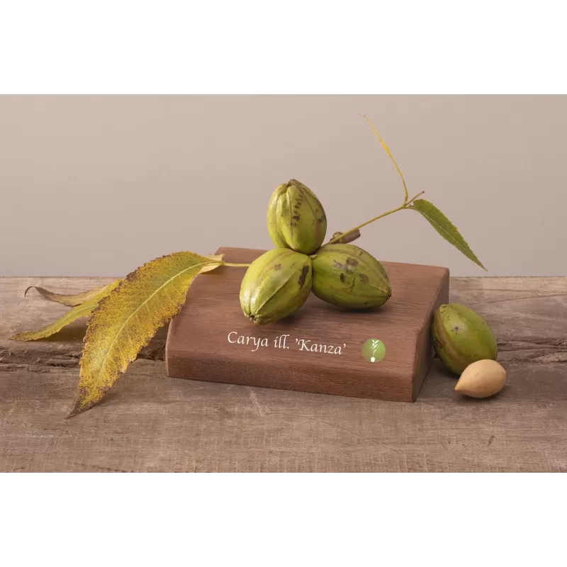 Pekano riešutmedis - Carya illinoinensis KANZA