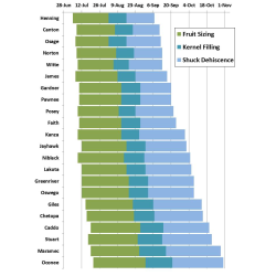 Pekano riešutmedis - Carya illinoinensis LAKOTA
