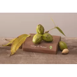 Pekano riešutmedis - Carya illinoinensis LAKOTA