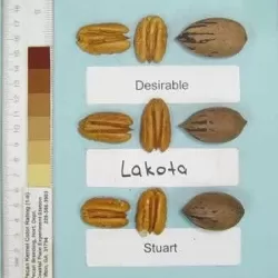 Pekano riešutmedis - Carya illinoinensis LAKOTA