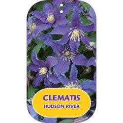 Įvairialapė raganė - Clematis diversifolia HUDSON RIVER
