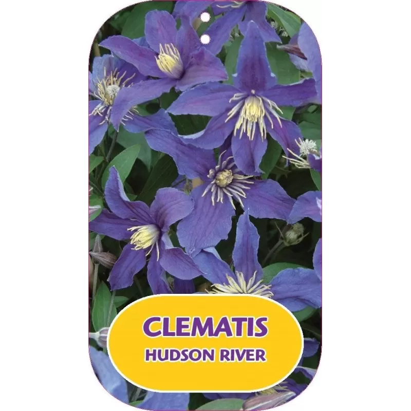 Įvairialapė raganė - Clematis diversifolia HUDSON RIVER