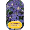 Įvairialapė raganė - Clematis diversifolia HUDSON RIVER