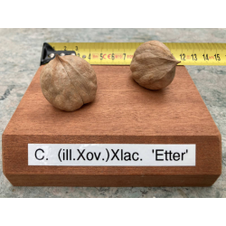 Karijų hibridas - Carya (illinoinensis x ovata) x laciniosa ETTER