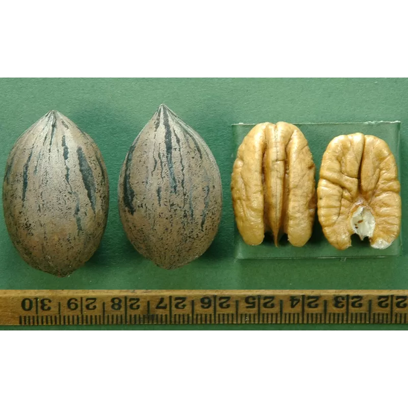 Riešutmedžiai internetu