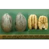 Pekano riešutmedis - Carya illinoinensis LIBERTY KT 316