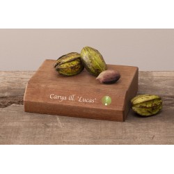 Riešutmedžiai internetu