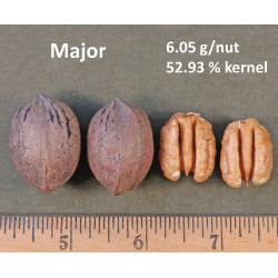 Pekano riešutmedis - Carya illinoinensis MAJOR