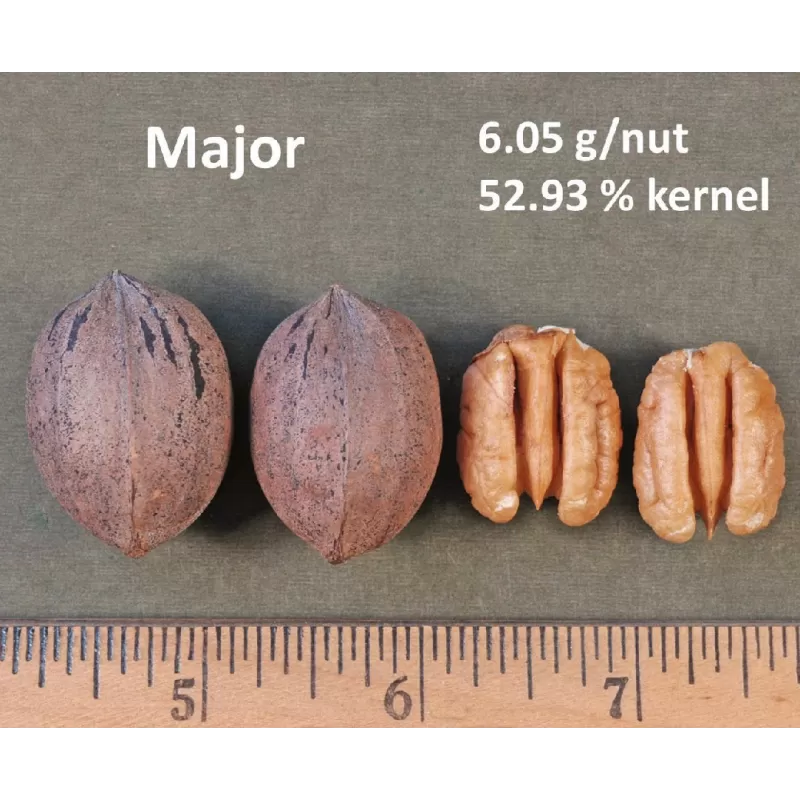 Riešutmedžiai internetu