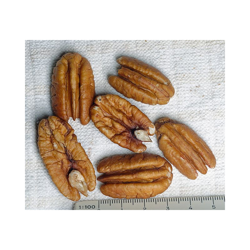 Pekano riešutmedis - Carya illinoinensis MARTHZAHN