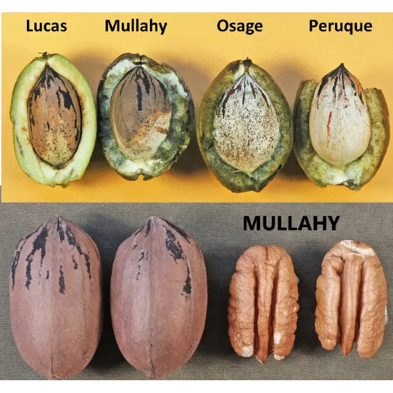 Pekano riešutmedis - Carya illinoinensis MULLAHY