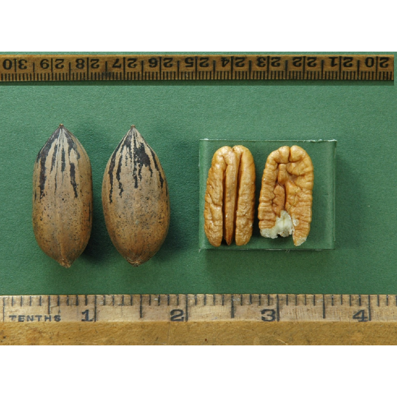 Riešutmedžiai internetu