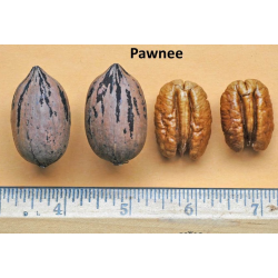 Pekano riešutmedis - Carya illinoinensis PAWNEE