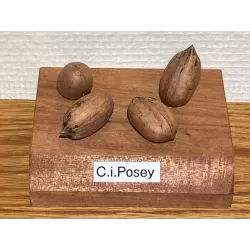 Pekano riešutmedis - Carya illinoinensis POSEY