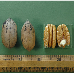 Pekano riešutmedis - Carya illinoinensis SHEPHERD