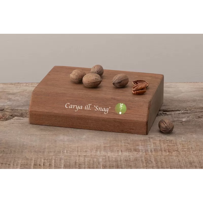 Pekano riešutmedis - Carya illinoinensis SNAG