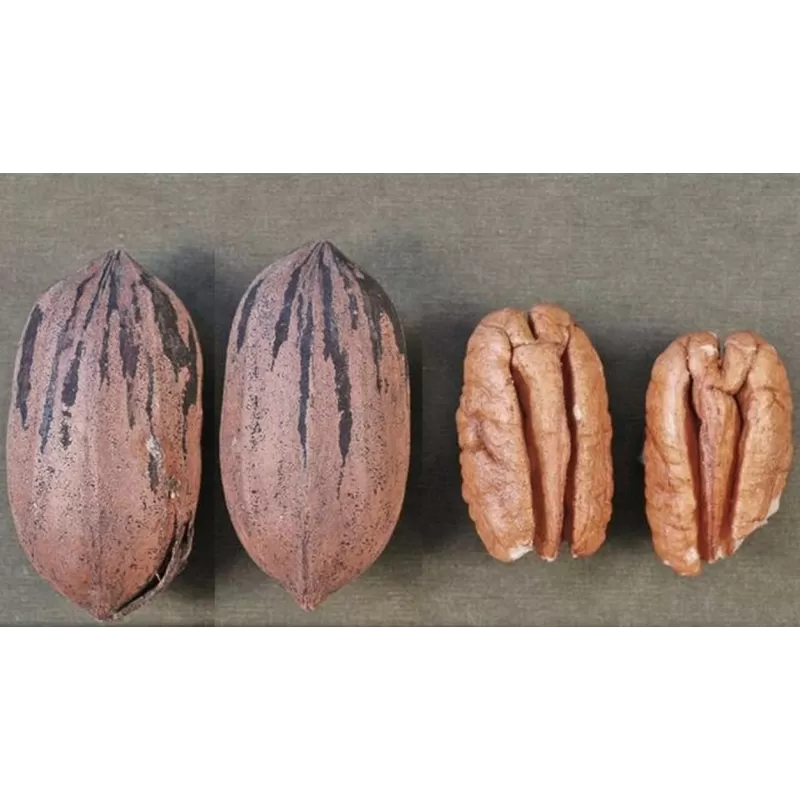 Pekano riešutmedis - Carya illinoinensis WARREN 346