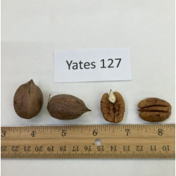 Riešutmedžiai internetu