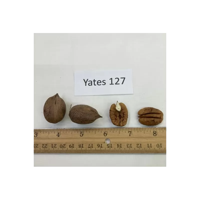 Pekano riešutmedis - Carya illinoinensis YATES 127