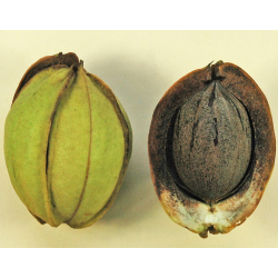 Riešutmedžiai internetu