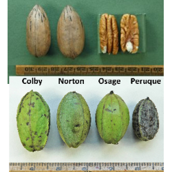 Pekano riešutmedis - Carya illinoinensis NORTON
