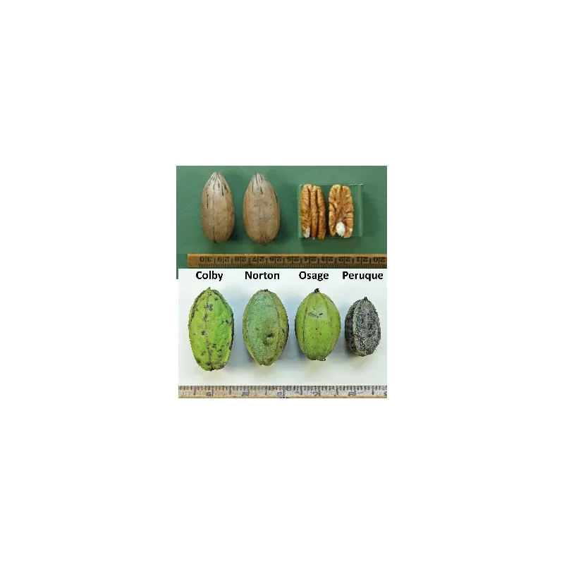 Pekano riešutmedis - Carya illinoinensis NORTON