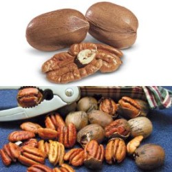 Pekano riešutmedis - Carya illinoinensis STARKING HARDY GIANT