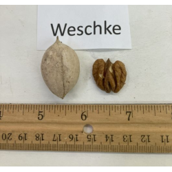 Baltoji karija - Carya ovata WESSCHKE