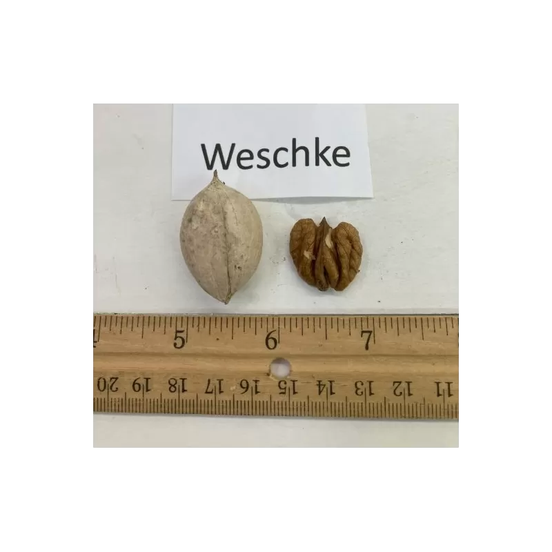 Baltoji karija - Carya ovata WESSCHKE