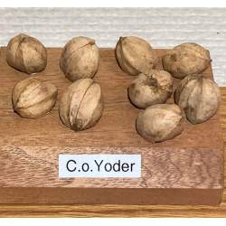 Karijų hibridas - Carya laciniosa x ovata YODER