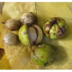 Karijų hibridas - Carya laciniosa x ovata ABUNDANCE